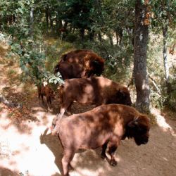 Bisontes en Montaña Palentina